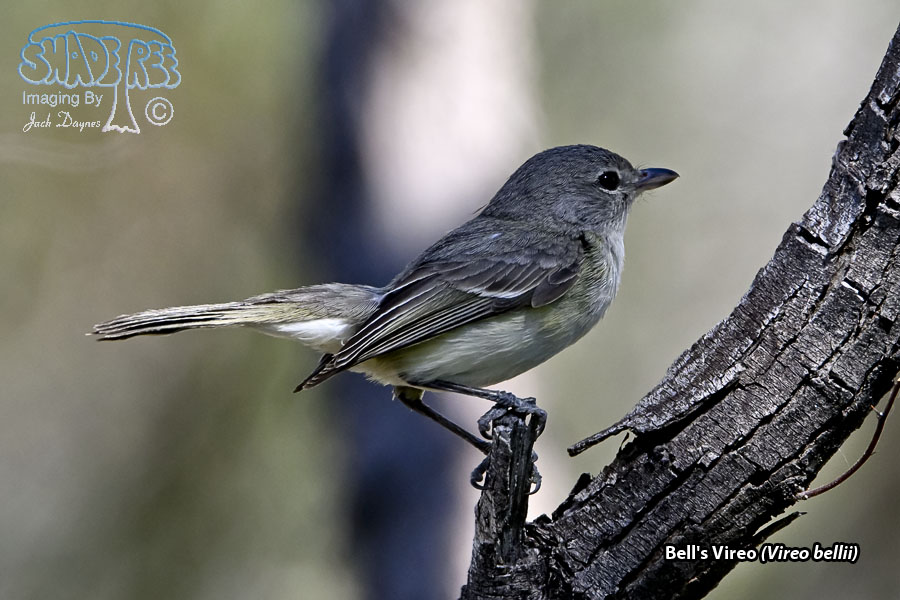 Bell's Vireo - Vireo bellii