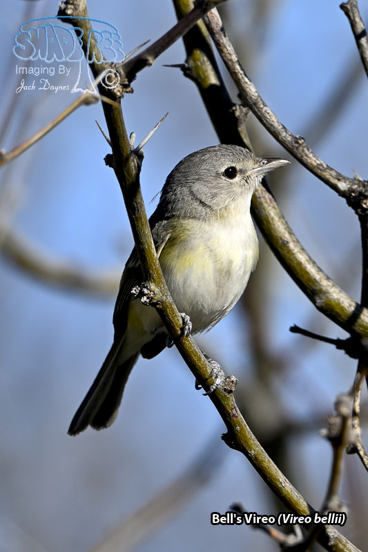 Bell's Vireo - Vireo bellii
