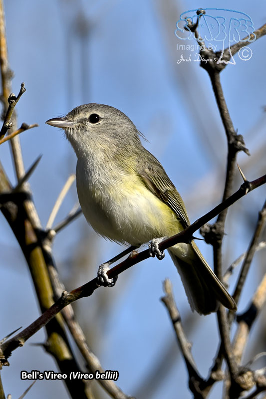 Bell's Vireo - Vireo bellii