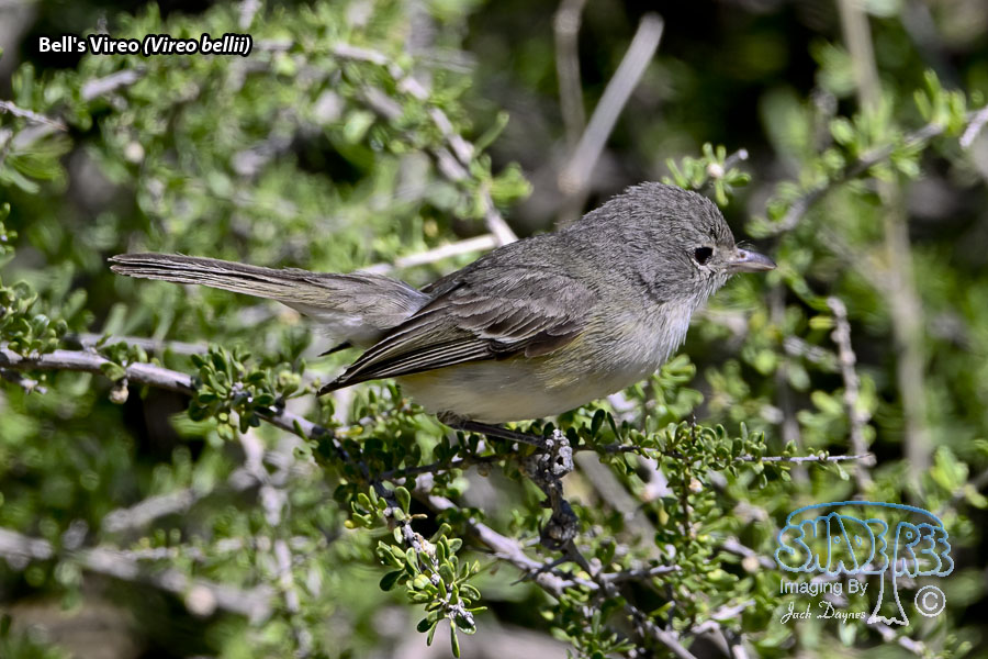 Bell's Vireo - Vireo bellii