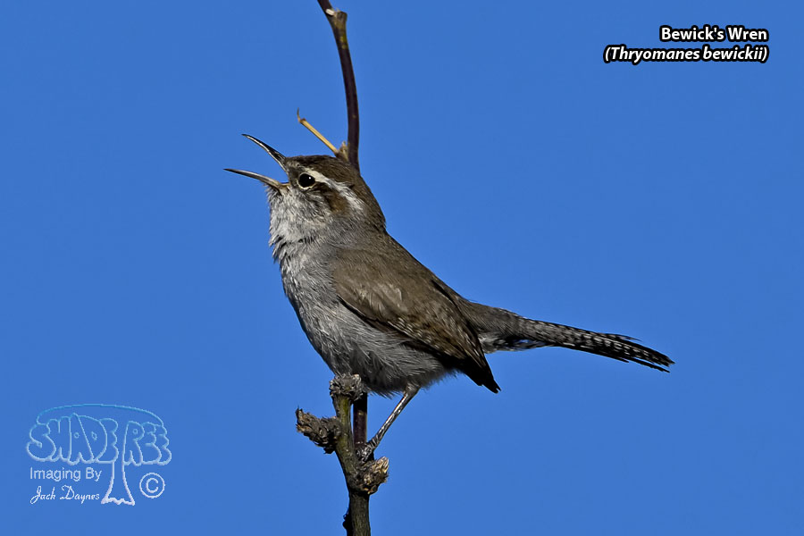 Bewick's Wren - Thryomanes bewickii