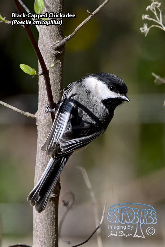 Black-Capped Chickadee - Poecile atricapillus
