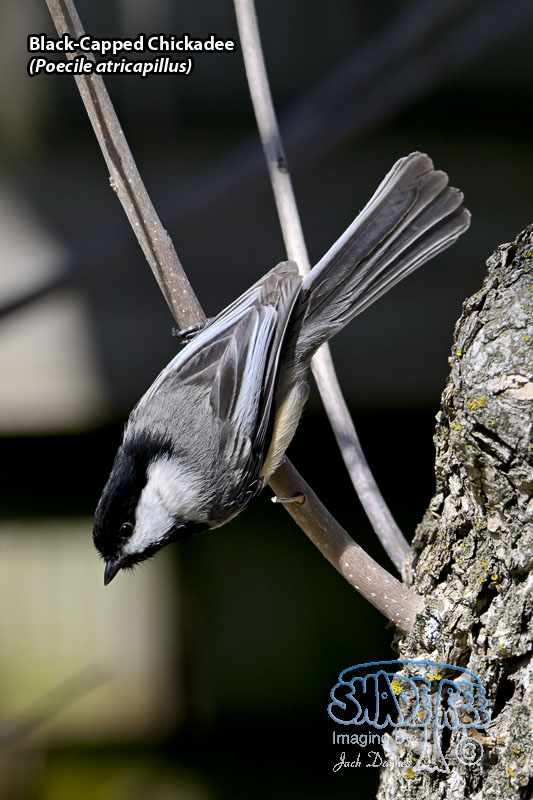 Black-Capped Chickadee - Poecile atricapillus
