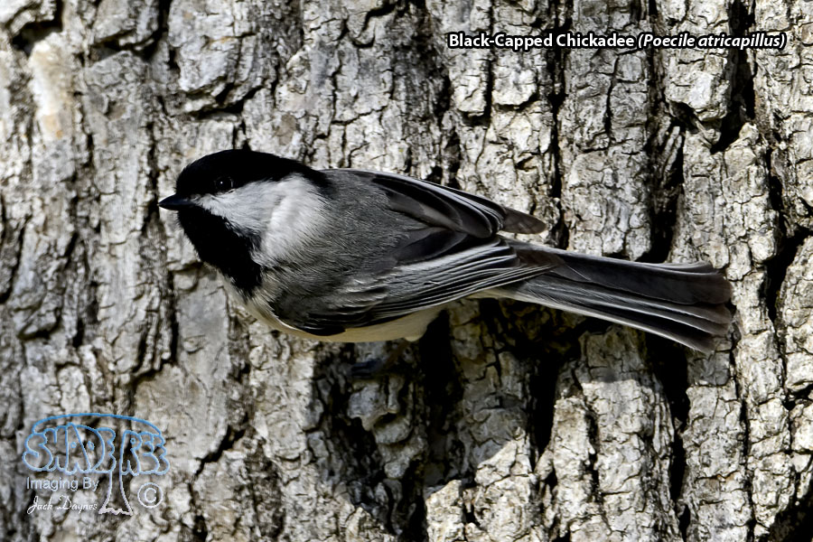Black-Capped Chickadee - Poecile atricapillus