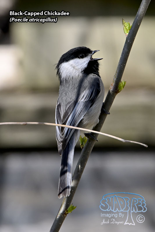 Black-Capped Chickadee - Poecile atricapillus