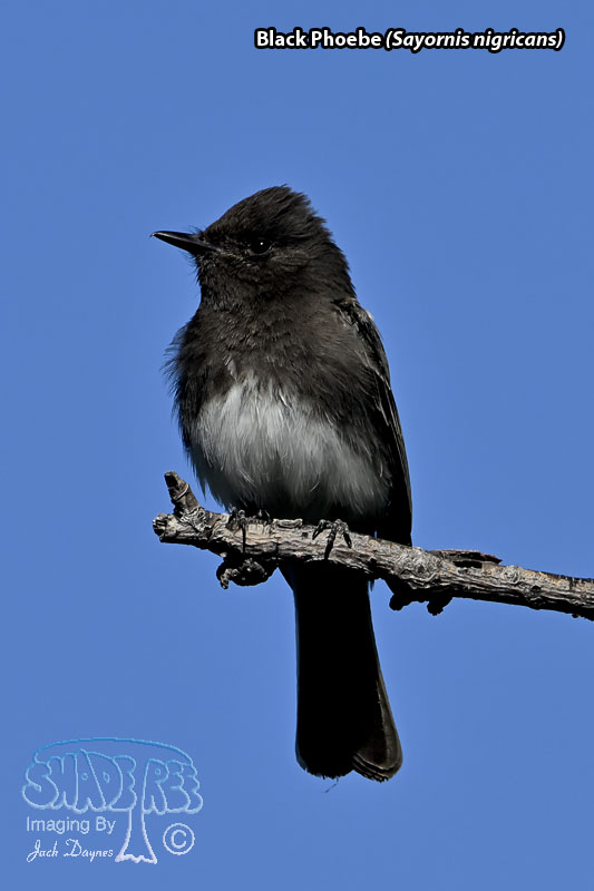Black Phoebe - Sayornis nigricans