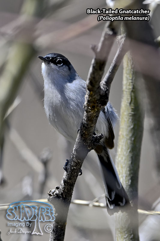 Black-Tailed Gnatcatcher - Polioptila melanura