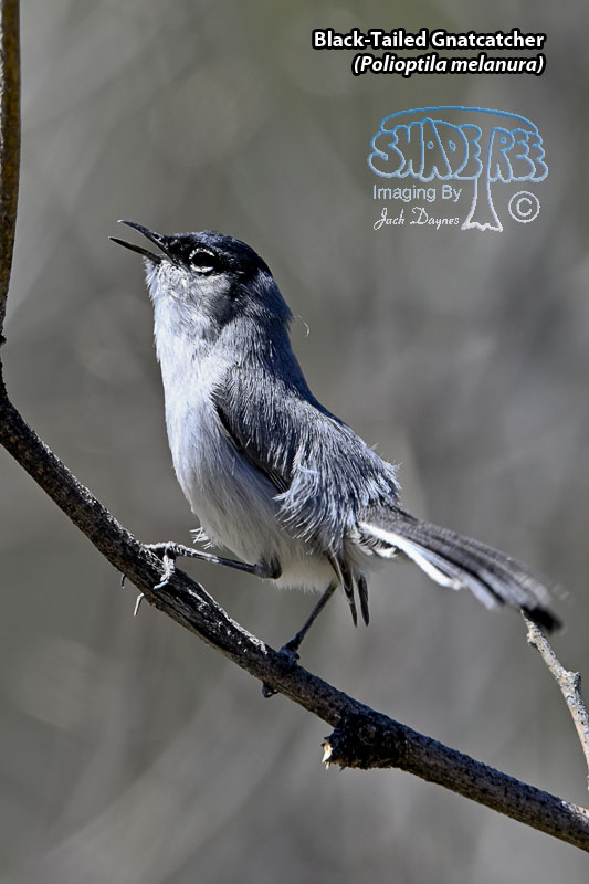 Black-Tailed Gnatcatcher - Polioptila melanura