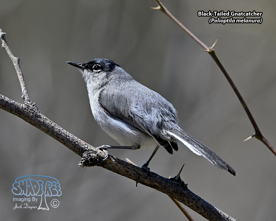 Black-Tailed Gnatcatcher - Polioptila melanura