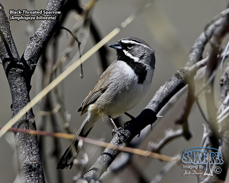 Black-Throated Sparrow - Amphispiza bilineata