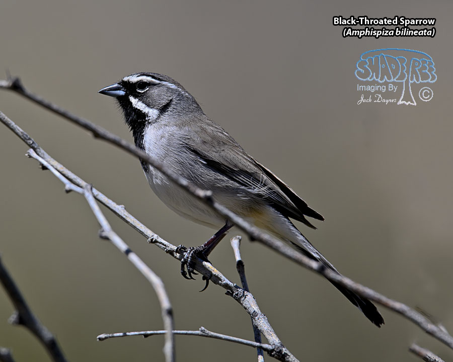 Black-Throated Sparrow - Amphispiza bilineata