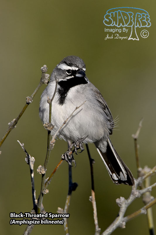 Black-Throated Sparrow - Amphispiza bilineata
