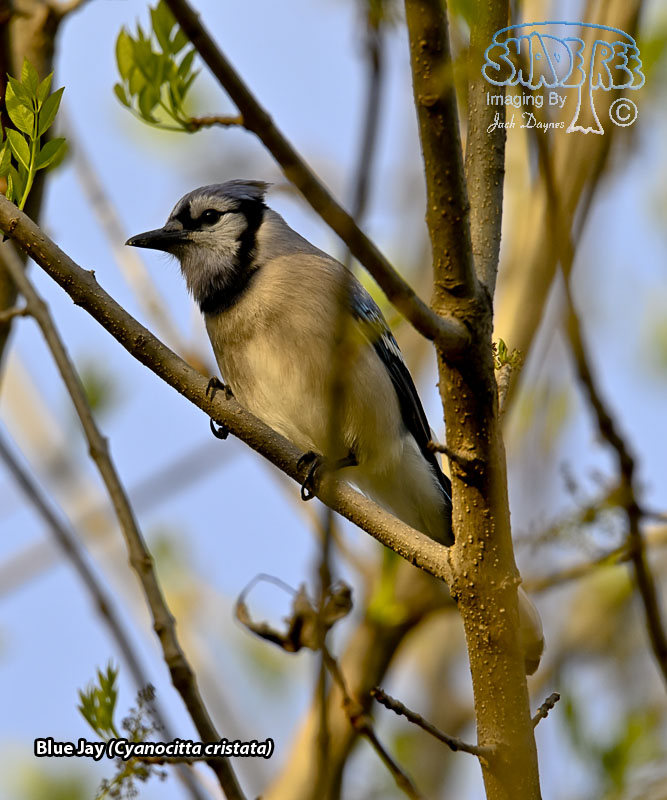 Blue Jay - Cyanocitta cristata