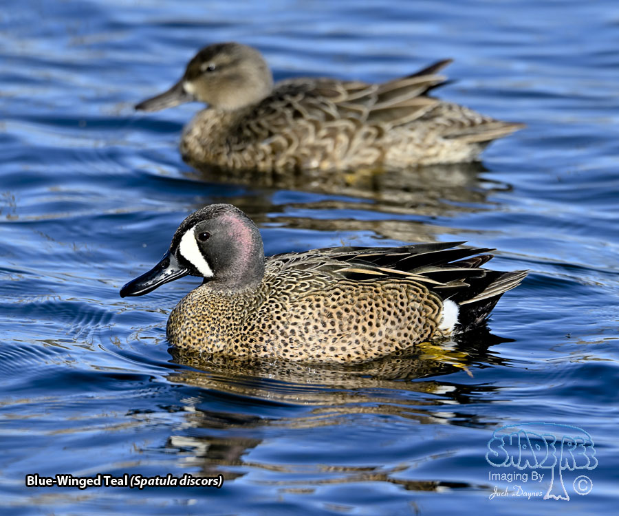 Blue-Winged Teal - Spatula discors