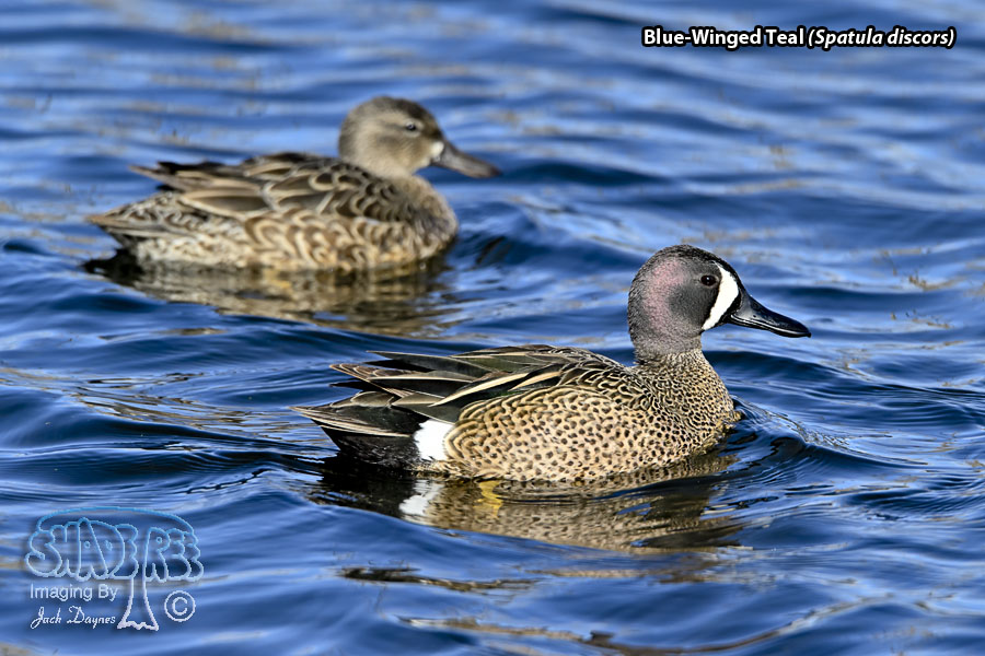 Blue-Winged Teal - Spatula discors