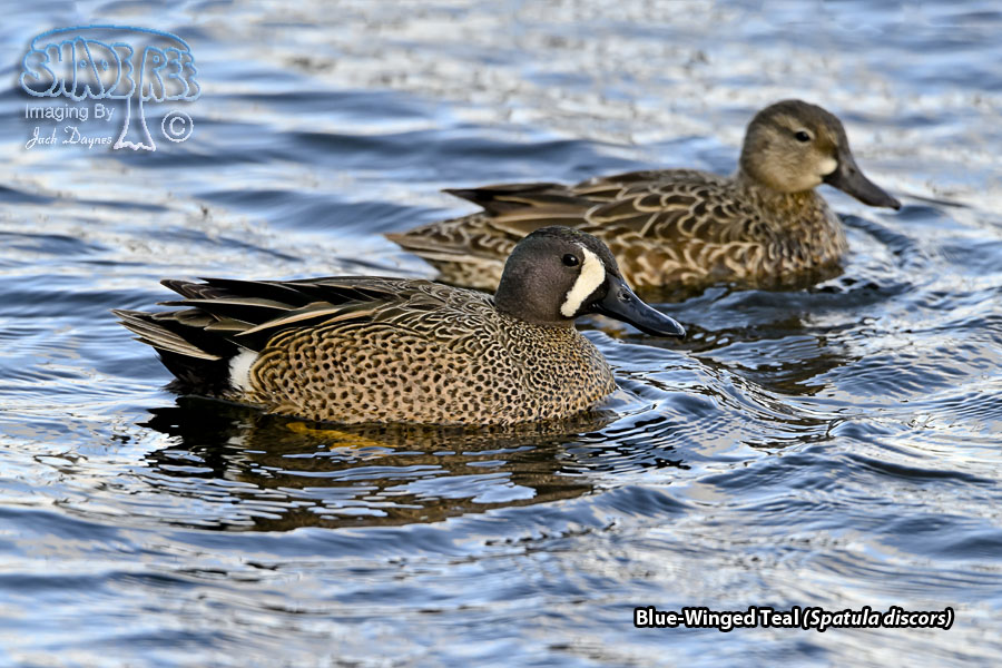 Blue-Winged Teal - Spatula discors