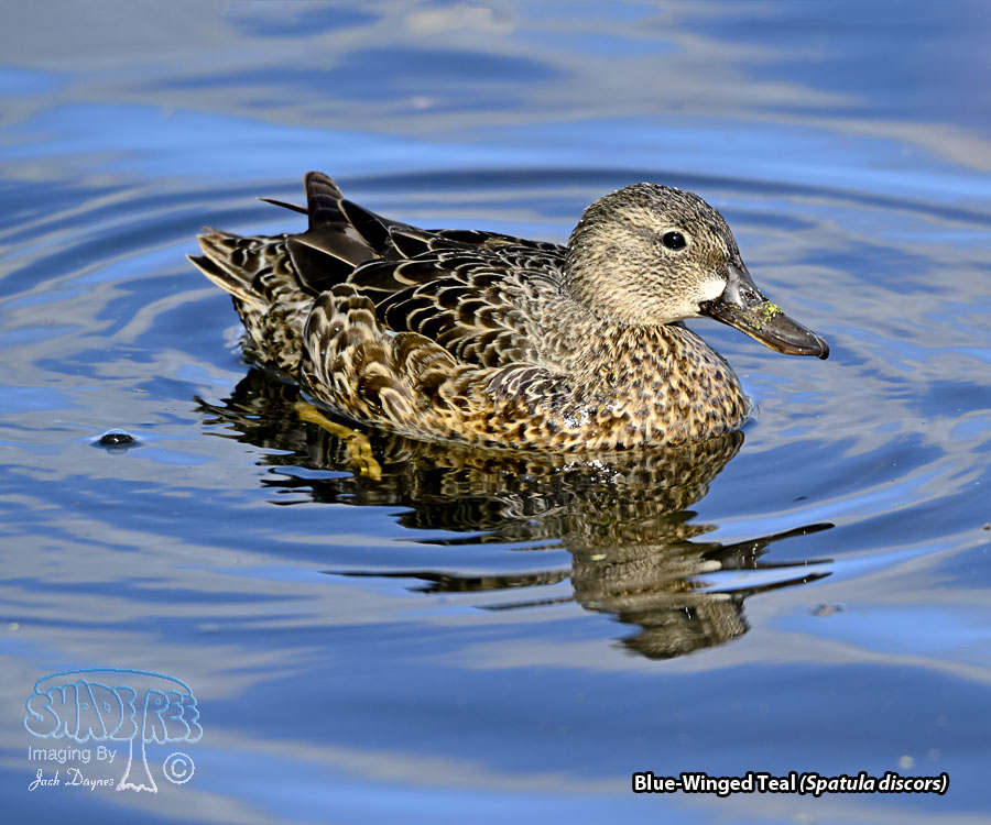 Blue-Winged Teal - Spatula discors