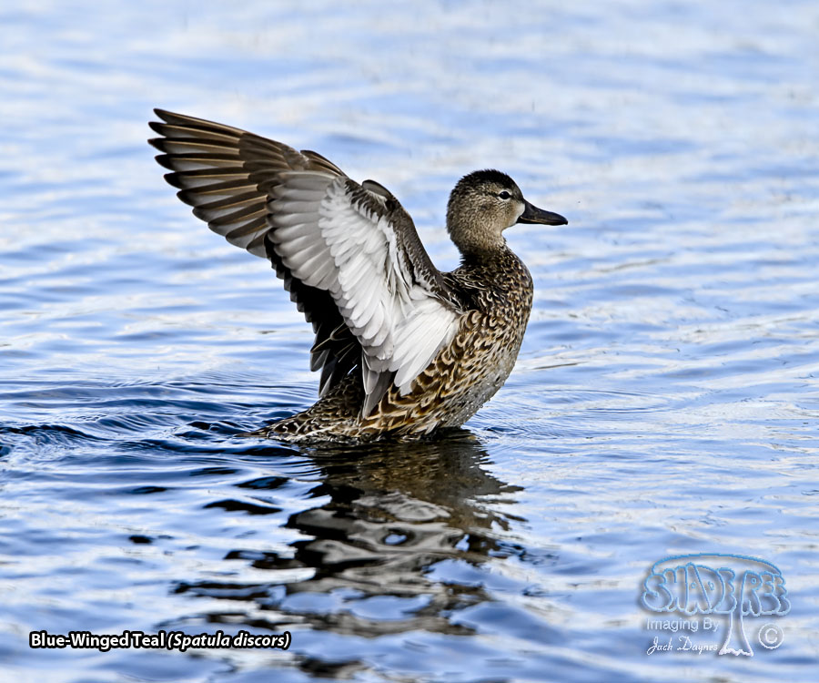 Blue-Winged Teal - Spatula discors