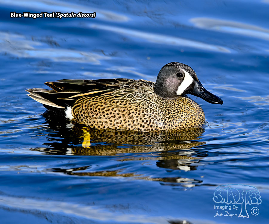 Blue-Winged Teal - Spatula discors