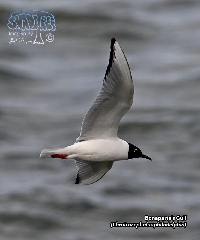 Bonaparte's Gull - Chroicocephalus philadelphia