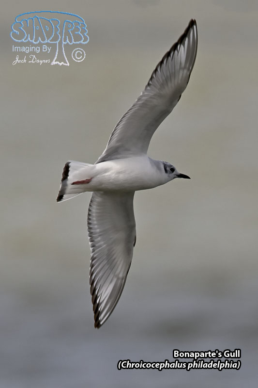 Bonaparte's Gull - Chroicocephalus philadelphia