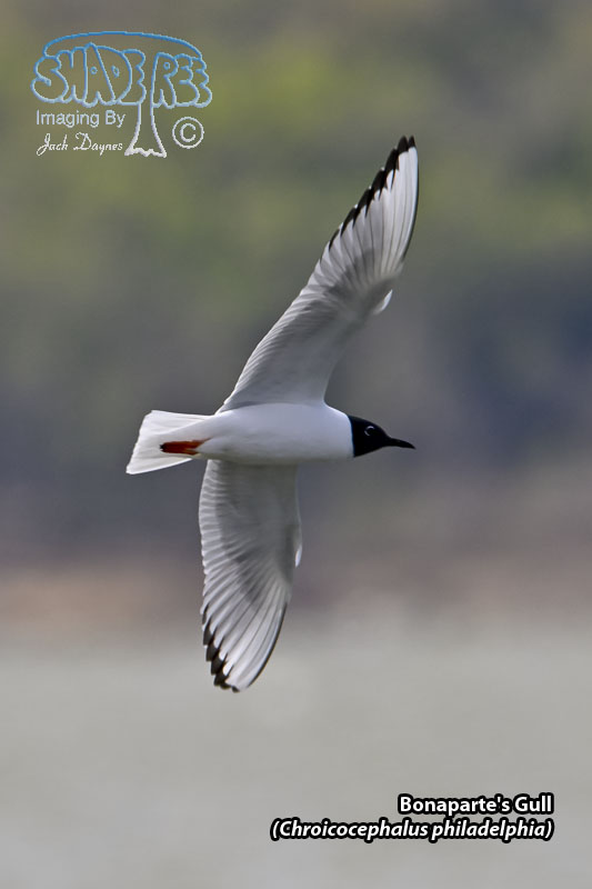 Bonaparte's Gull - Chroicocephalus philadelphia