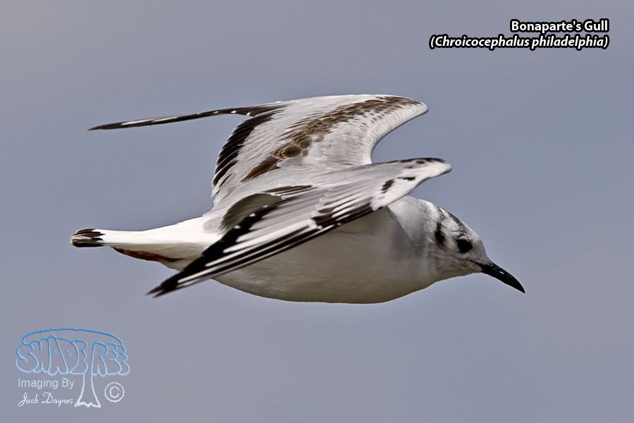Bonaparte's Gull - Chroicocephalus philadelphia