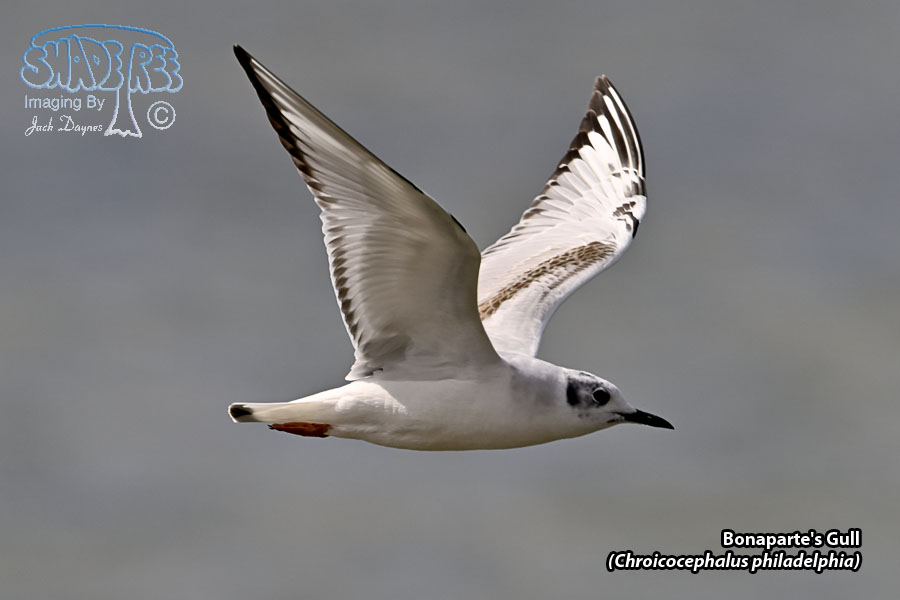 Bonaparte's Gull - Chroicocephalus philadelphia