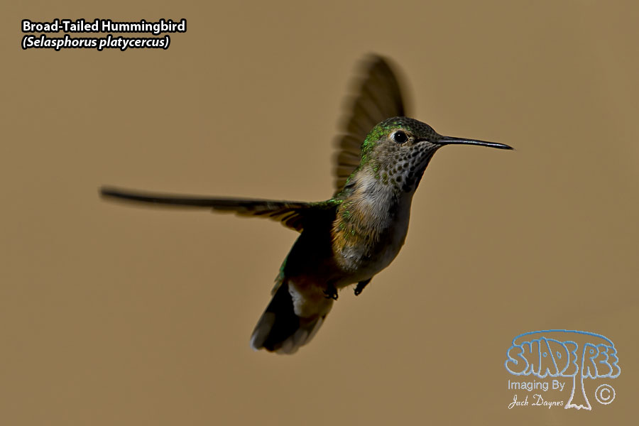 Broad-Tailed Hummingbird - Selasphorus platycercus