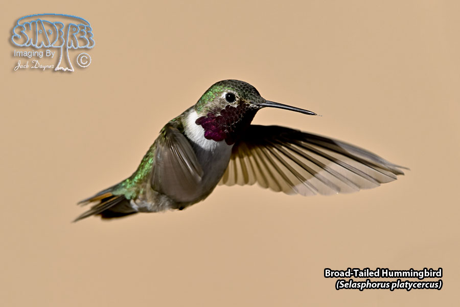 Broad-Tailed Hummingbird - Selasphorus platycercus