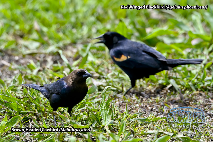 Brown-Headed Cowbird - Molothrus ater