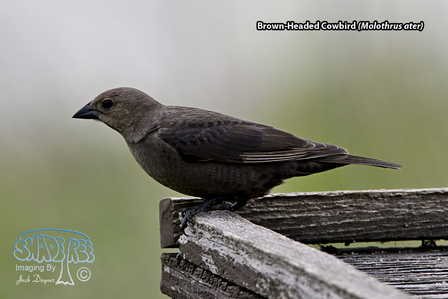 Brown-Headed Cowbird - Molothrus ater