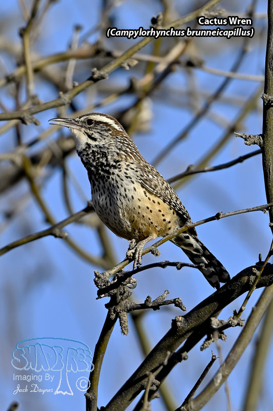 Cactus Wren - Campylorhynchus brunneicapillus
