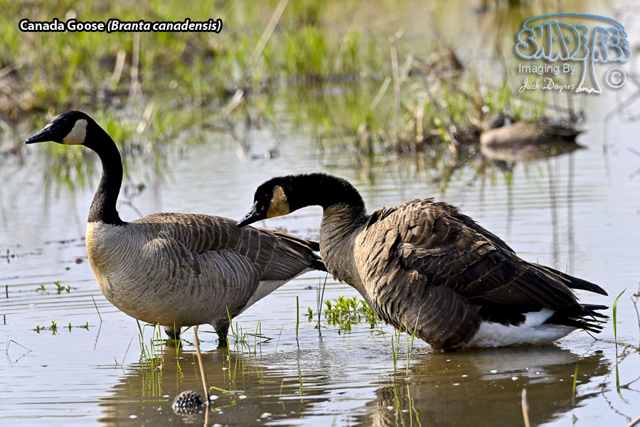 Canada Goose - Branta canadensis