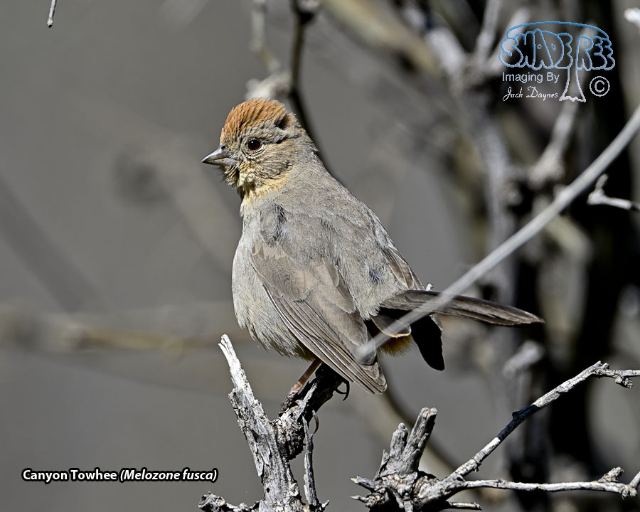 Canyon Towhee - Melozone fusca