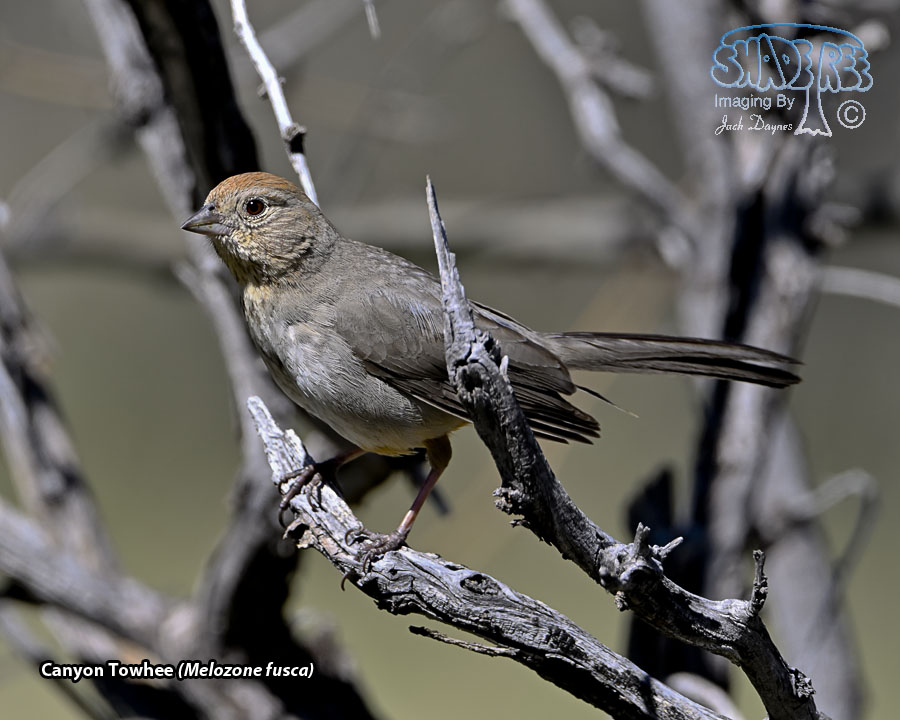Canyon Towhee - Melozone fusca