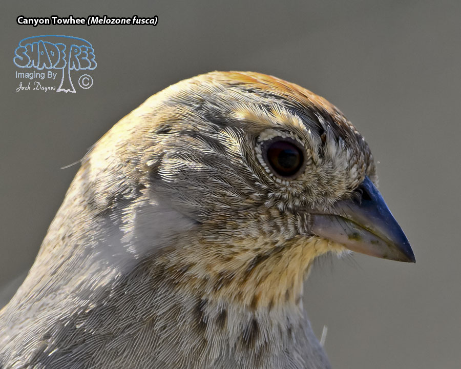 Canyon Towhee - Melozone fusca