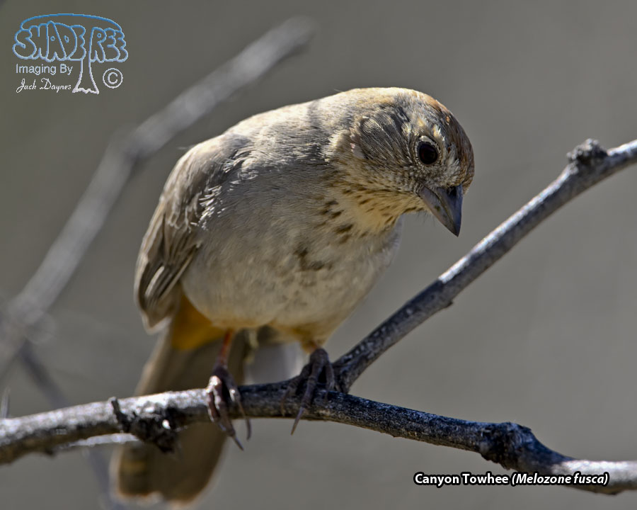 Canyon Towhee - Melozone fusca