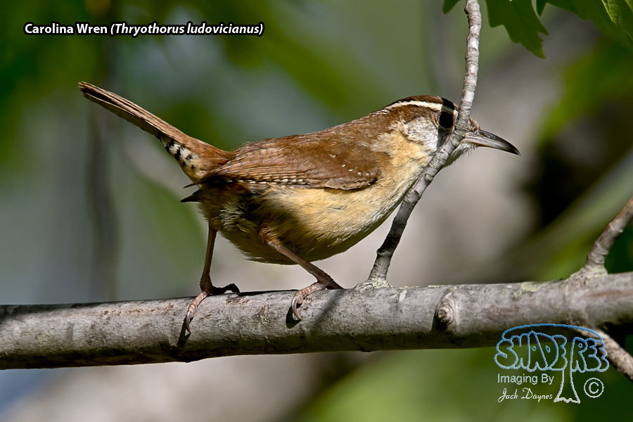 Carolina Wren - Thryothorus ludovicianus