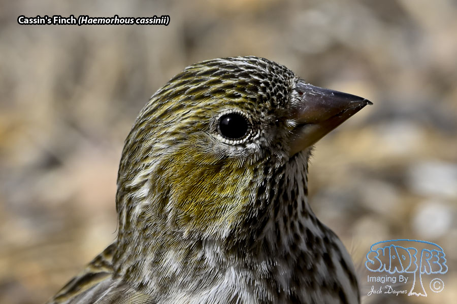 Cassin's Finch - Haemorhous cassinii