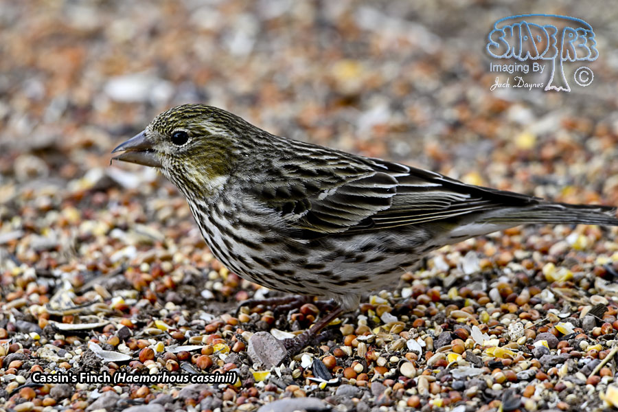 Cassin's Finch - Haemorhous cassinii