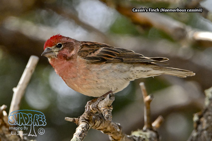 Cassin's Finch - Haemorhous cassinii