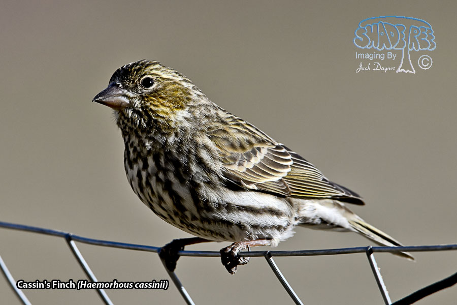 Cassin's Finch - Haemorhous cassinii
