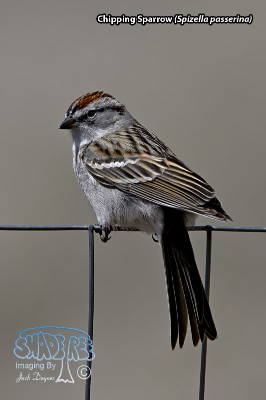 Chipping Sparrow - Spizella passerina