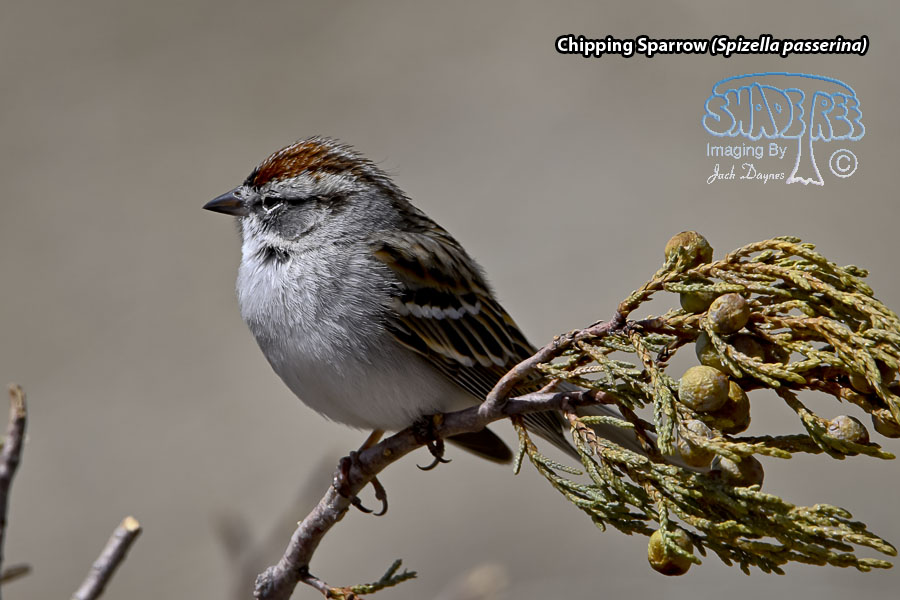 Chipping Sparrow - Spizella passerina