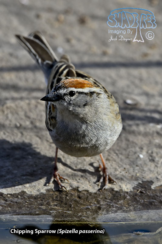 Chipping Sparrow - Spizella passerina