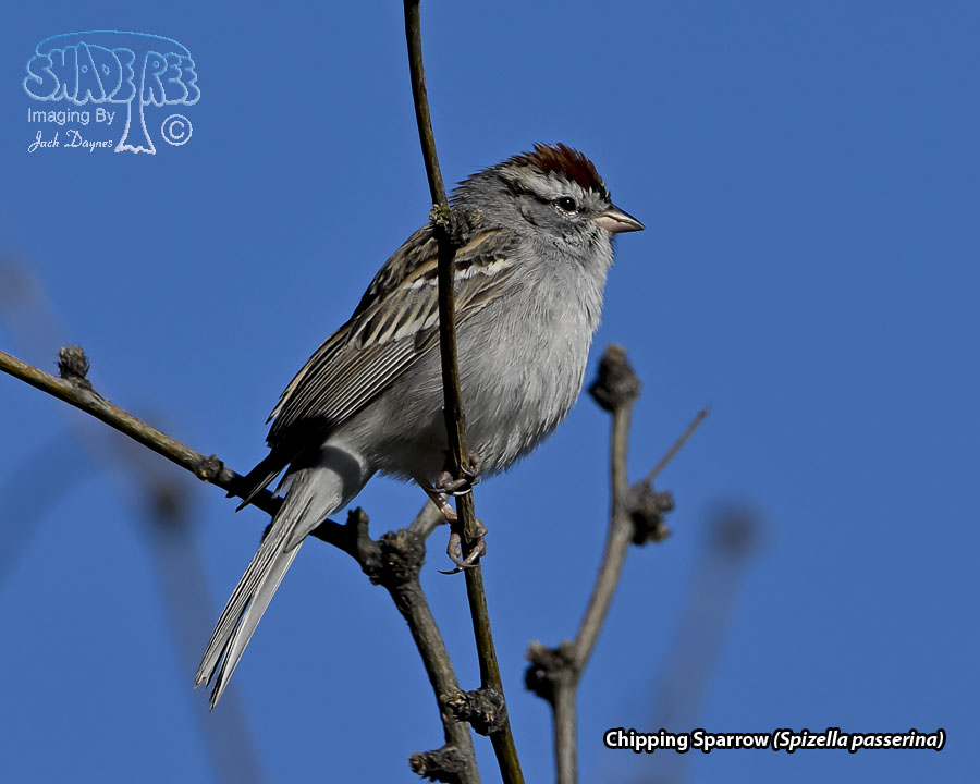 Chipping Sparrow - Spizella passerina