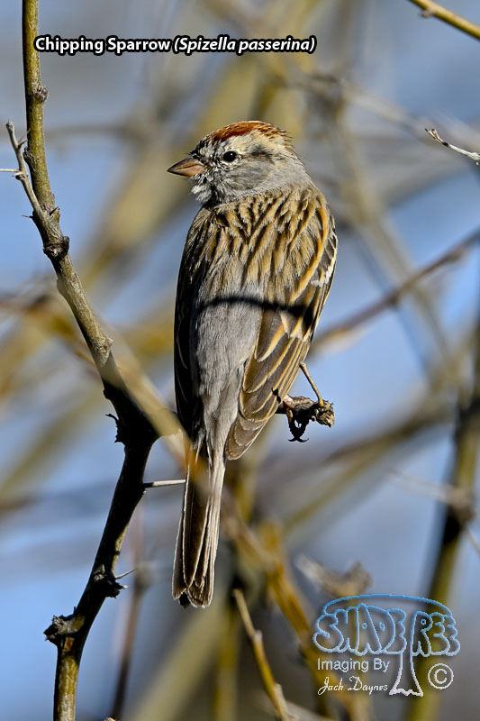 Chipping Sparrow - Spizella passerina