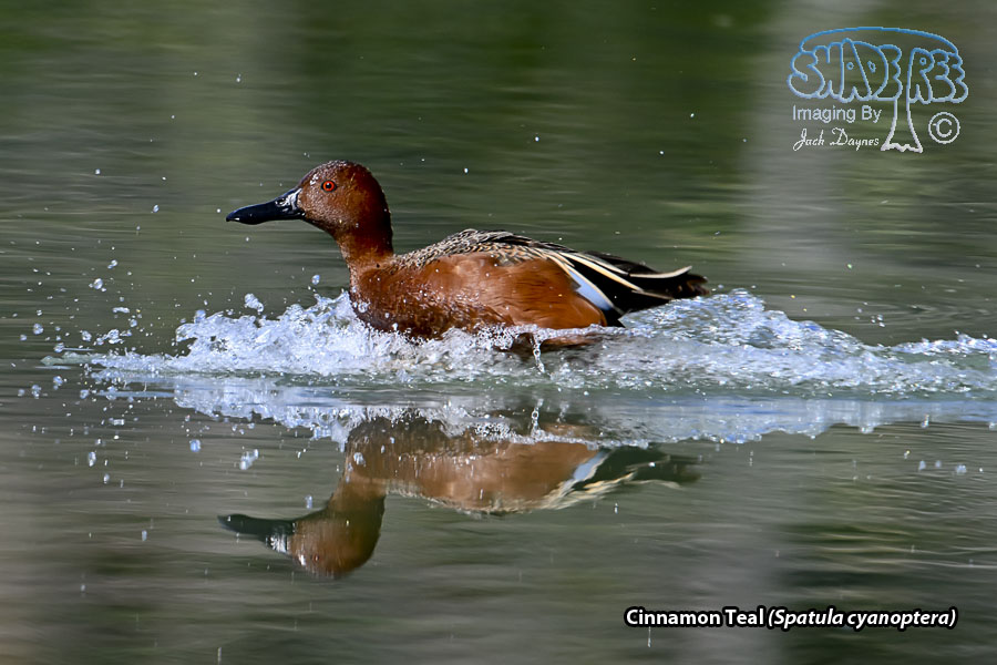 Cinnamon Teal - Spatula cyanoptera