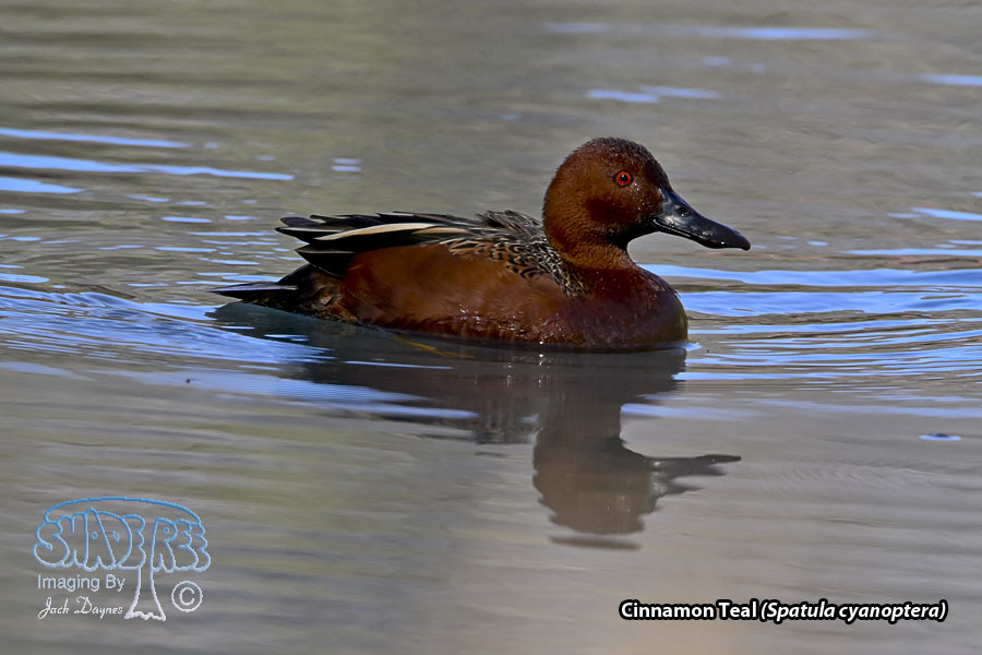 Cinnamon Teal - Spatula cyanoptera